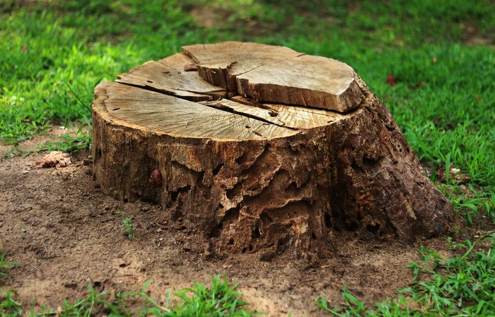 Pourquoi le déssouchage d’un arbre est indispensable pour votre jardin ?