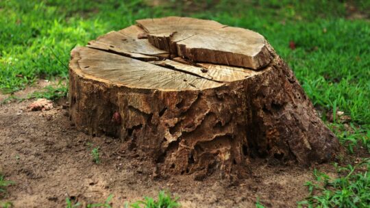 Pourquoi le déssouchage d’un arbre est indispensable pour votre jardin ?